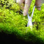 2cm程度の高さ切りそろえる　パールグラスのトリミング